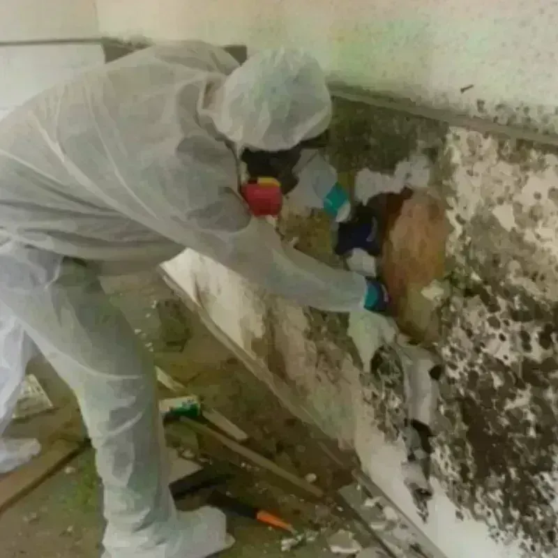 Mold Remediation and Removal in Espino, PR